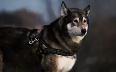 Shikoku » Rassebeschreibung des Hundes aus Japan