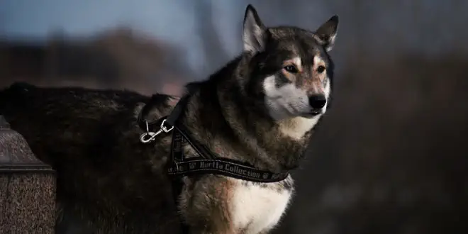 Shikoku » Rassebeschreibung des Hundes aus Japan