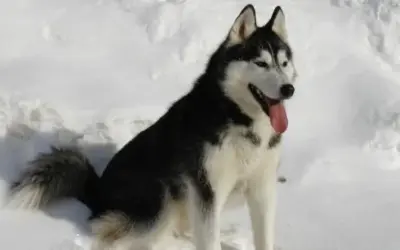 Siberian Husky » Rassebeschreibung