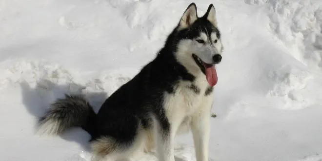 Siberian Husky Siberian Husky