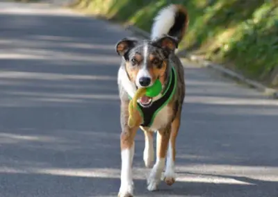 Spaziergang mit Lucky