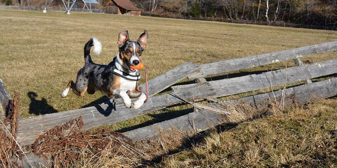 Spondylosis deformans beim Hund