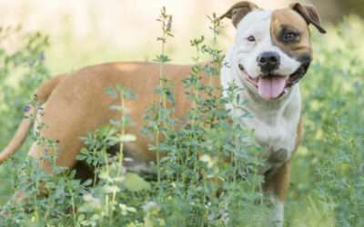 American Staffordshire Terrier (Amstaff) » Rassebeschrei­bung