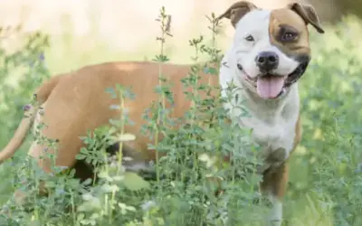 American Staffordshire Terrier (Amstaff) » Rassebeschreibung