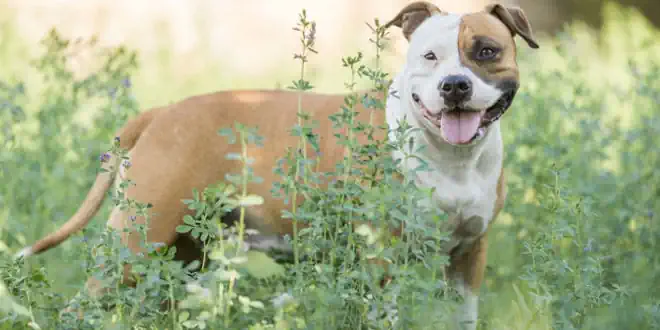 American Staffordshire Terrier American Staffordshire Terrier