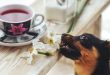 Tee für Hunde – Welchen Tee dürfen Hunde trinken?