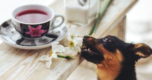 Tee für Hunde – Welchen Tee dürfen Hunde trinken?