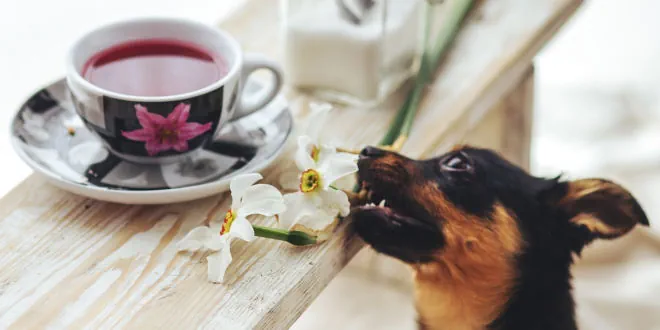Tee für Hunde – Welchen Tee dürfen Hunde trinken?