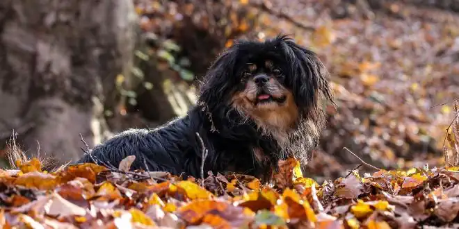 Tibet Spaniel » Rassebeschreibung