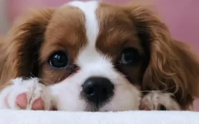 Tipps für den sauberen Haushalt mit einem Hund