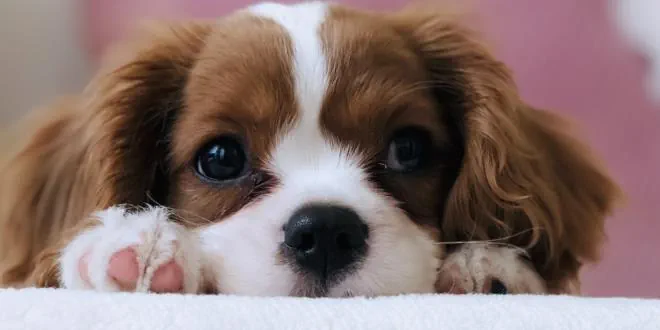 Tipps für den sauberen Haushalt mit einem Hund Tipps für den sauberen Haushalt mit einem Hund
