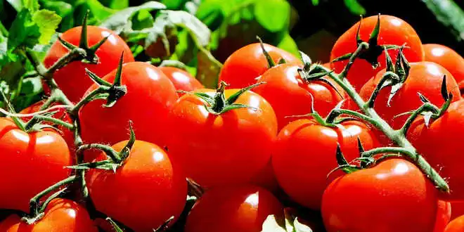 Tomaten