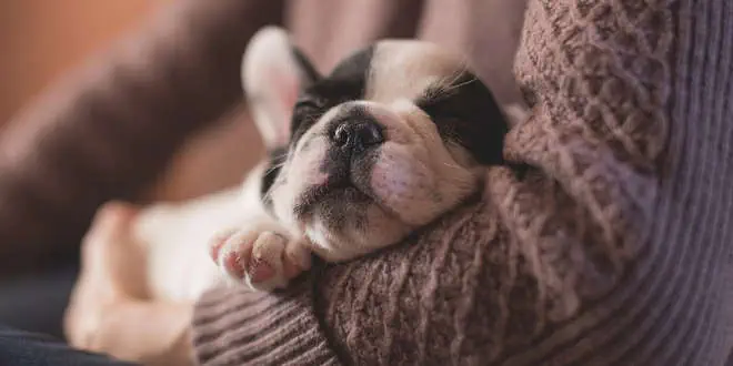 Mandelentzündung (Tonsillitis) bei Hunden