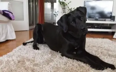 Tosa » Rassebeschreibung