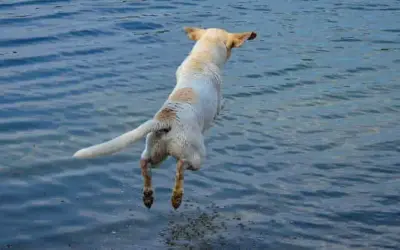 Ureterektopie (Harnleiterektopie) beim Hund