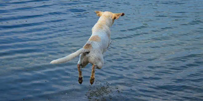 Ureterektopie (Harnleiterektopie) beim Hund