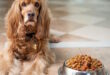 Veganes Hundefutter kaufen – eine gute Entscheidung