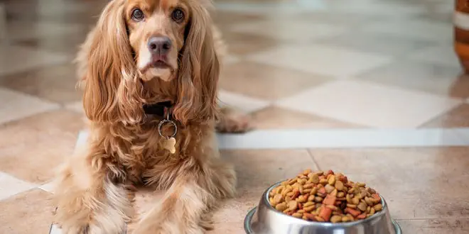 Veganes Hundefutter kaufen – eine gute Entscheidung