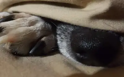 von-Willebrand-Erkrankung (vWD) beim Hund