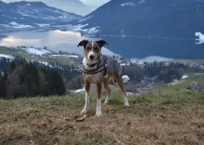 Wanderung mit Lucky