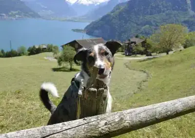 Wanderung Treib