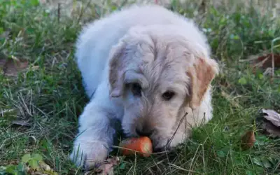 Koprophagie – warum fressen Hunde Kot?