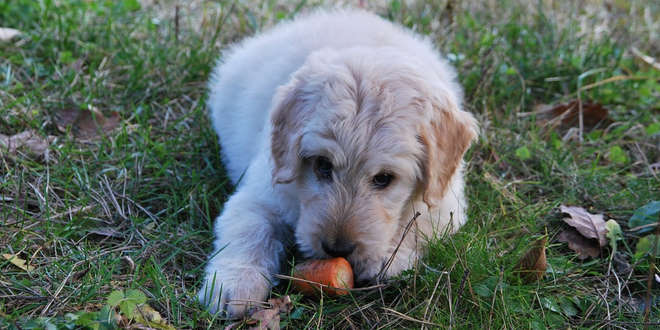 Koprophagie – warum fressen Hunde Kot?