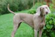 Weimaraner