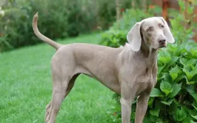 Weimaraner