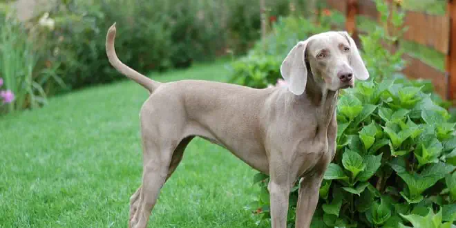 Weimaraner