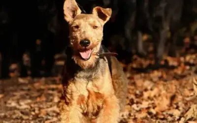 Welsh Terrier » Rassebeschreibung
