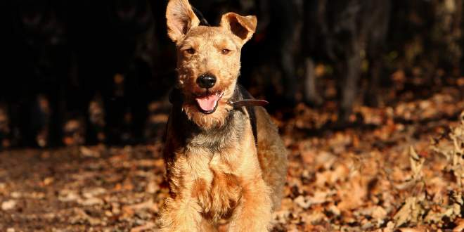 Welsh Terrier » Rassebeschrei­bung