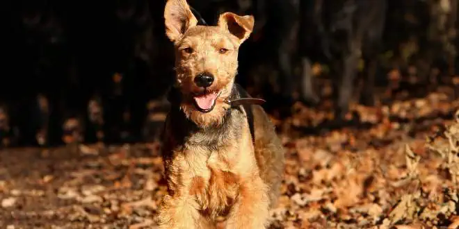 Welsh Terrier Welsh Terrier