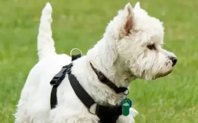 West Highland White Terrier (Westie) » Rassebeschreibung