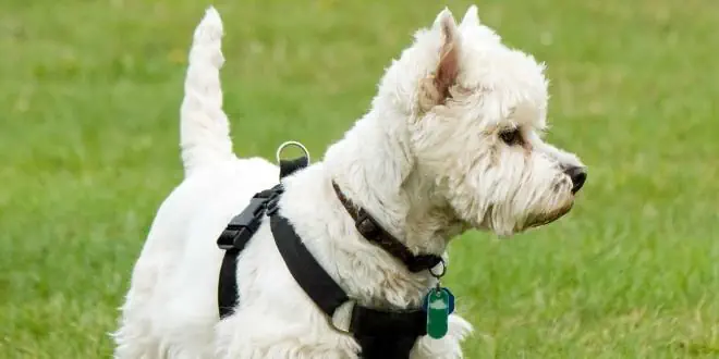 West Highland White Terrier (Westie) » Rassebeschreibung