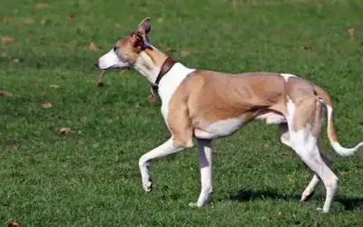 Whippet » Rassebeschreibung des Hundes