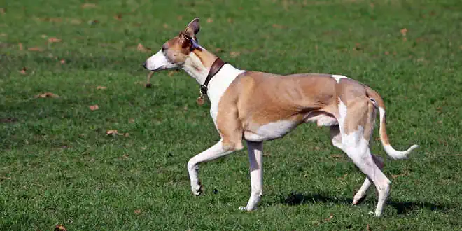 Whippet » Rassebeschreibung des Hundes