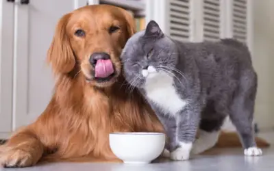 Wolfsblut Hundefutter: Eine natürliche und gesunde Wahl für Hunde