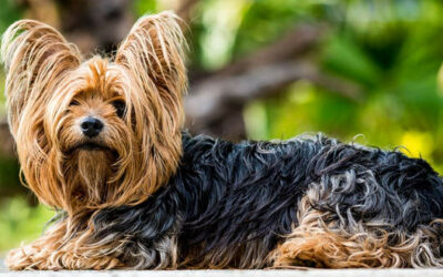 Yorkshire Terrier