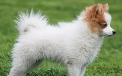 Zwergspitz (Pomeranian)