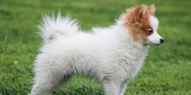 Zwergspitz (Pomeranian)