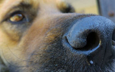 Zwingerhusten bei Hunden