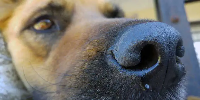 Zwingerhusten bei Hunden